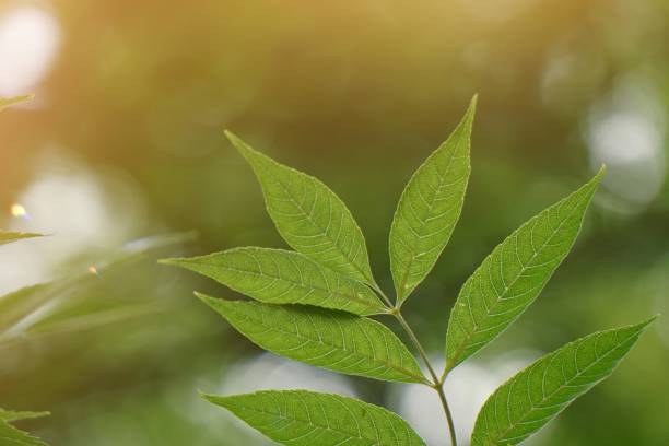 istock green tree leaves and branches in the nature in summer 1163143028