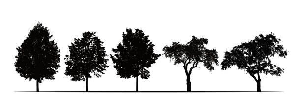 果樹のシルエットのリアルなイラストを設定 - リンデン、リンゴ、プラム - 白い背景に隔離 - ベクトル - plum plum tree tree fruit点のイラスト素材／クリップアート素材／マンガ素材／アイコン素材