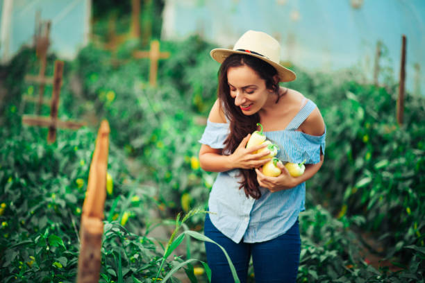 istock Female Gardener Picking Fresh Organic 1163144206