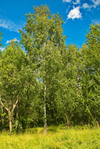 istock Forest and green fields on a hot summer day 1163145478