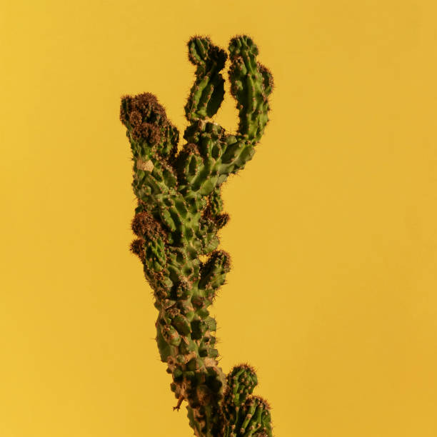 istock green cactus on yellow background. minimalistic vivid background 1163145656