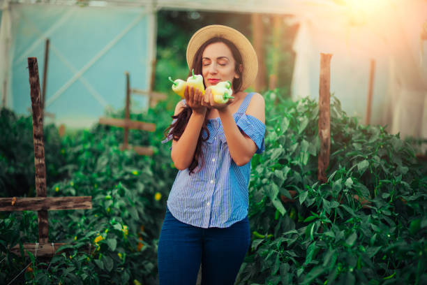 istock Female Gardener Picking Fresh Organic 1163145760