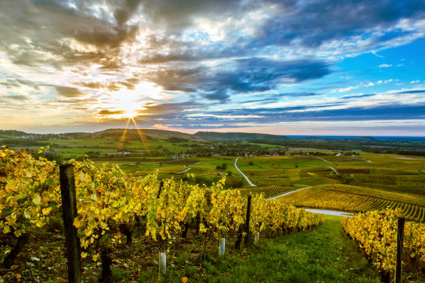Sunset in the vineyards of the Jura Sunset in the vineyards of Vernois yellowed by autumn. franche comte photos stock pictures, royalty-free photos & images
