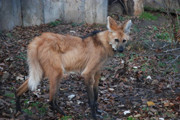 istock Orange hyena looks at you with formidable and cunning eyes. 1163147541