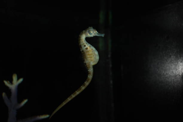 istock Seahorse in aquarium lives in complete darkness 1163150352