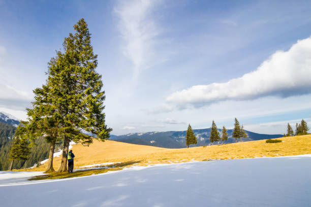 hombre solitario en las montañas de pie bajo pinos en el brillante día de invierno - piny fotografías e imágenes de stock