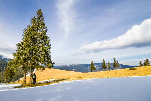 samotny człowiek w górach stojących pod sosnami w jasny zimowy dzień - piny zdjęcia i obrazy z banku zdjęć