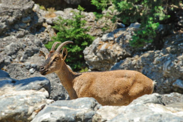 istock Samaria Gorge, Crete, mountain goats 1163153801