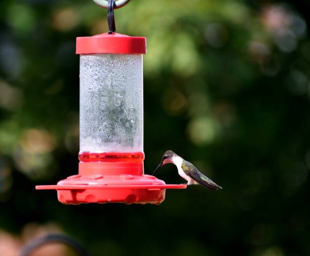 istock Hummingbirds in the wild 1163154217