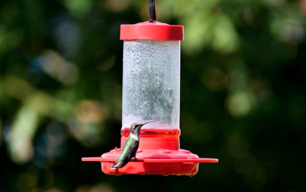 istock Hummingbirds in the wild 1163155016