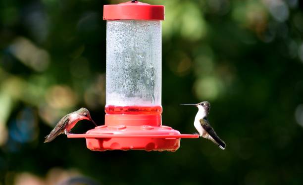 istock Hummingbirds in the wild 1163155161