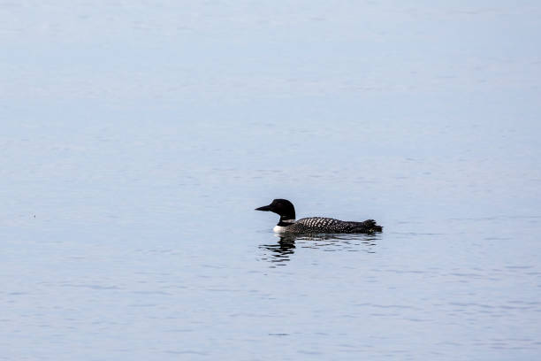 Sea diver on the water Loons on the water arctic loon stock pictures, royalty-free photos & images