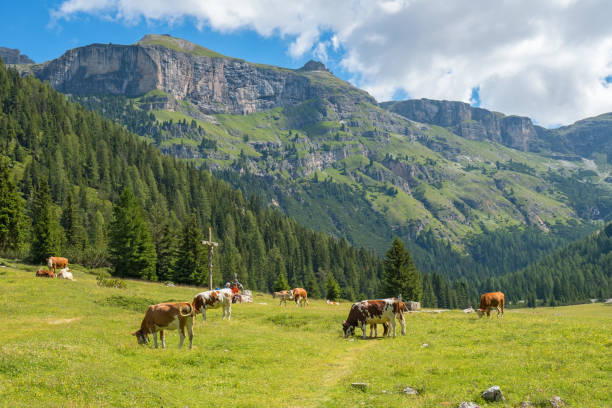 istock Beautiful alp valley with grazing cows 1163155617