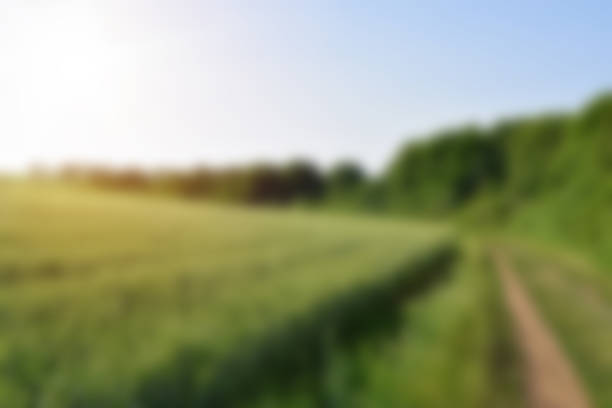 istock Blurry defocused background landscape with path leading to succes. 1163157054