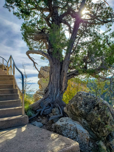 フラッグスタッフアリゾナ州のウォルナットキャニオン国立記念碑 - walnut canyon ruins ストックフォトと画像