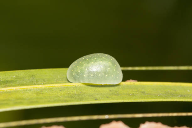 istock Insect, Barnawapara WLS, Chhattisgarh. 1163157515