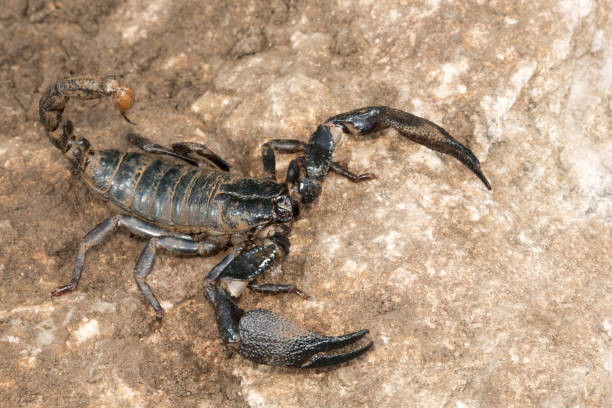 istock Burrowing scorpion, Heterometrus sp., Barnawapara WLS, Chhattisgarh. Large scorpion with massive pincers. Male has markedly larger pincers than the female. Common 1163158665