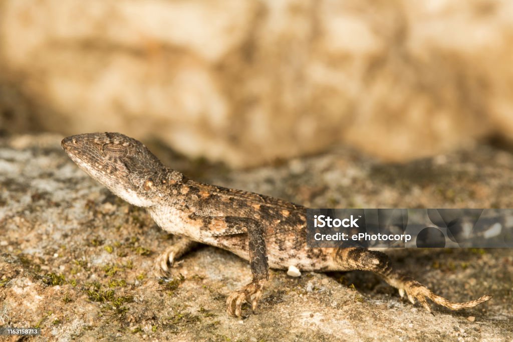 Fan throated lizard, Sitana sp., Barnawapara WLS, Chhattisgarh. Fan throated lizards a small sized agamid lizards. Usually found in open habitats. The males possess a dewlap which they use to diplay during courtship. Animal Stock Photo