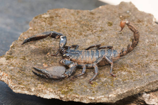 istock Burrowing scorpion, Heterometrus sp., Barnawapara WLS, Chhattisgarh. Large scorpion with massive pincers. Male has markedly larger pincers than the female. Common 1163158907