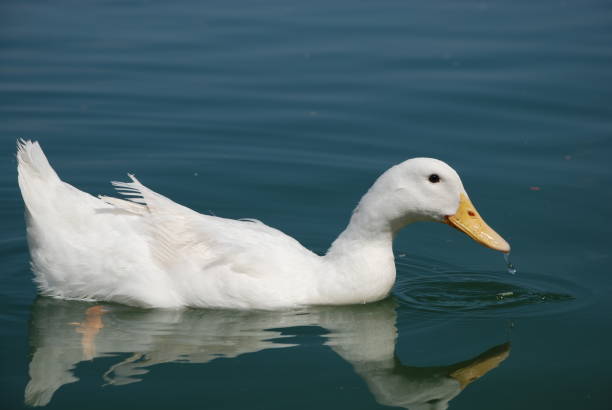 istock Beautiful geese swim in the pond 1163159063