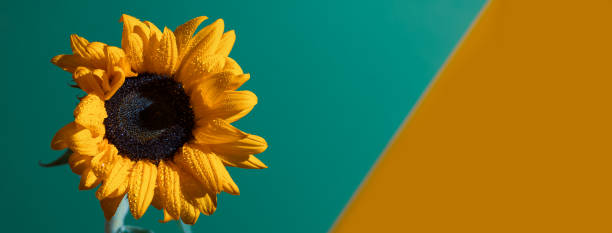 istock a bright Sunny sunflower with dew drops on yellow petals on colored background 1163159945