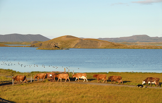 Cows,accompanied by a border collie,return to the pasture in the late afternoon,Skutustadir,Myvatn Lake,Iceland.