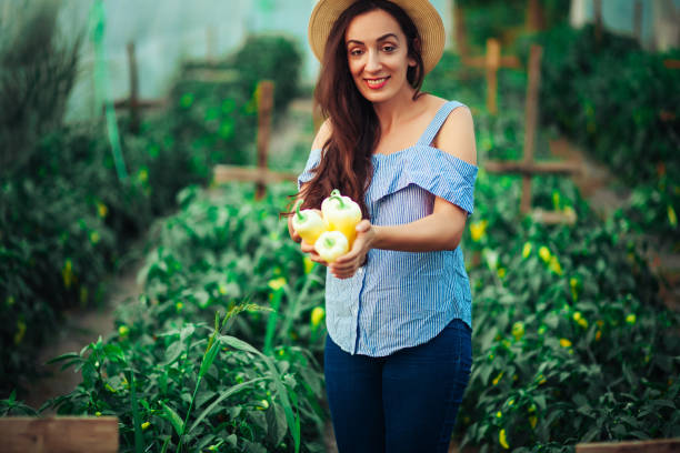 istock Female Gardener Picking Fresh Organic 1163160191