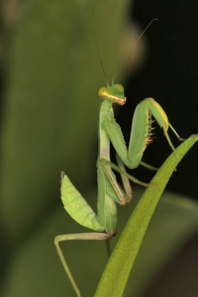 Brown european mantis on the white background in autumn