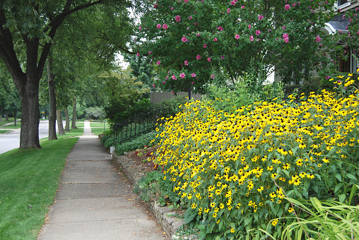 street view with lots of black-eyed Susans in a front yard, summer