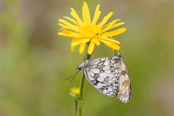 Mating marbled white butterflies Mating marbled white butterflies on a yellow arnica montana flower. arnica flower single flower white stock pictures, royalty-free photos & images