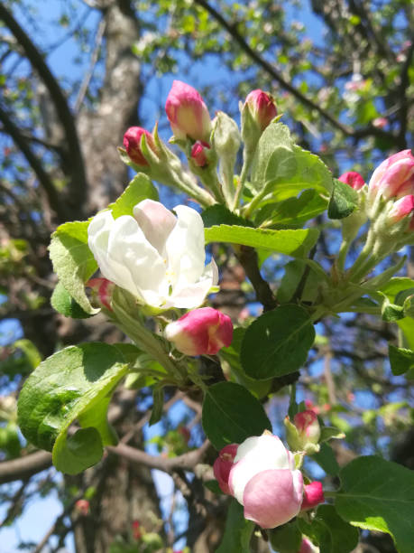 istock flowers and buds on a branch in the spring, Apple tree. 1163163199