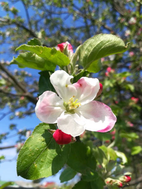 istock flowers and buds on a branch in the spring, Apple tree. 1163163200