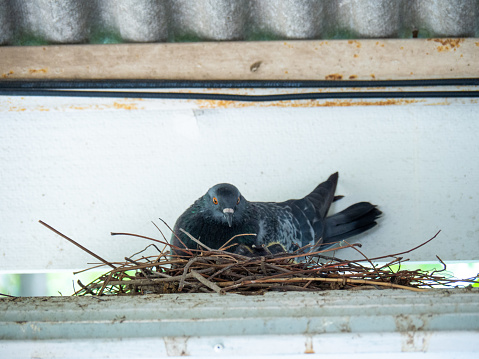 Pigeon sitting on its nest in a tree in a public park in Santa Cruz which is the main city on the Spanish Canary Island Tenerife