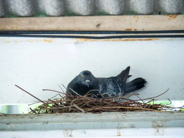 Photo of pigeon birds are sitting in a bird nest, Dove