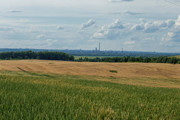 istock plot of wheat field and rural landscape,shot on a cloudy summer day 1163165328