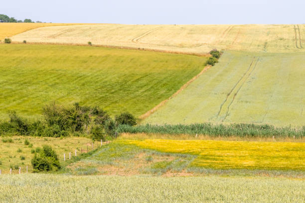 istock cereal fields in Lorraine, in eastern France 1163165940