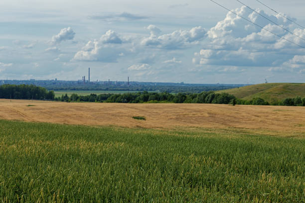istock plot of wheat field and rural landscape,shot on a cloudy summer day 1163166056