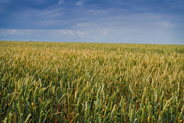 istock plot of wheat field and blue sky,shot on a cloudy summer day 1163166249
