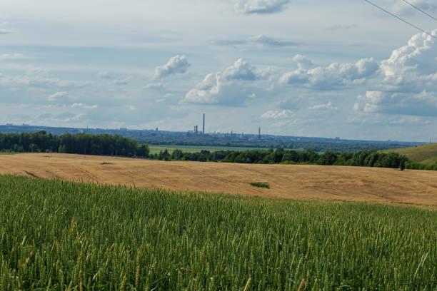 istock plot of wheat field and rural landscape,shot on a cloudy summer day 1163166347