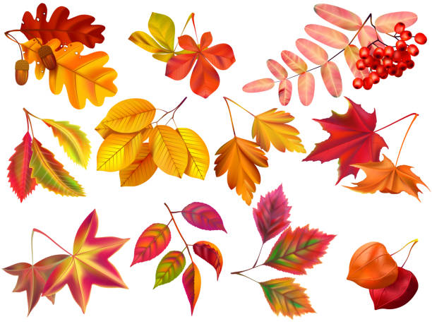 단풍 단풍 나무 가을 잎 낙엽과 가을 자연 잎이 현실적인 벡터 세트 10월에 대한 스톡 벡터 아트 및 기타 이미지 - 10월, 11월,  9월 - Istock
