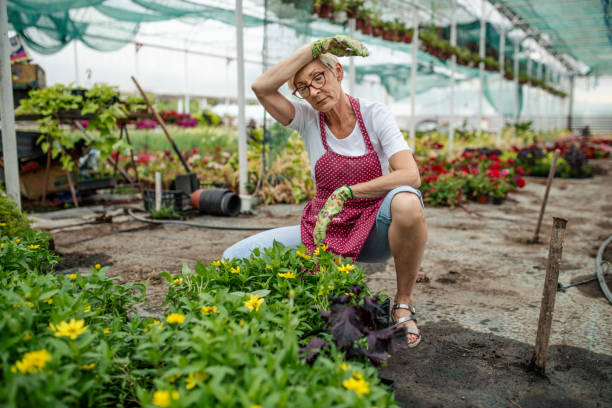 istock Senior woman gardener 1163170292