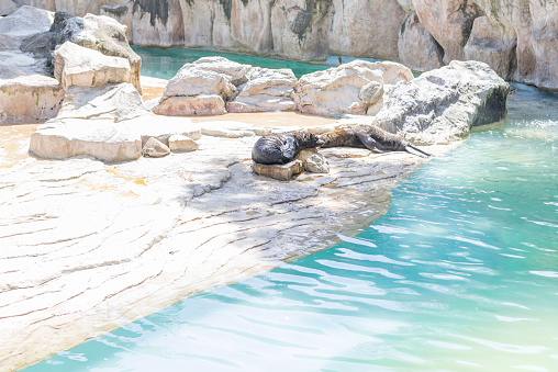 couple seal in zoo with blue sea and brown stone
