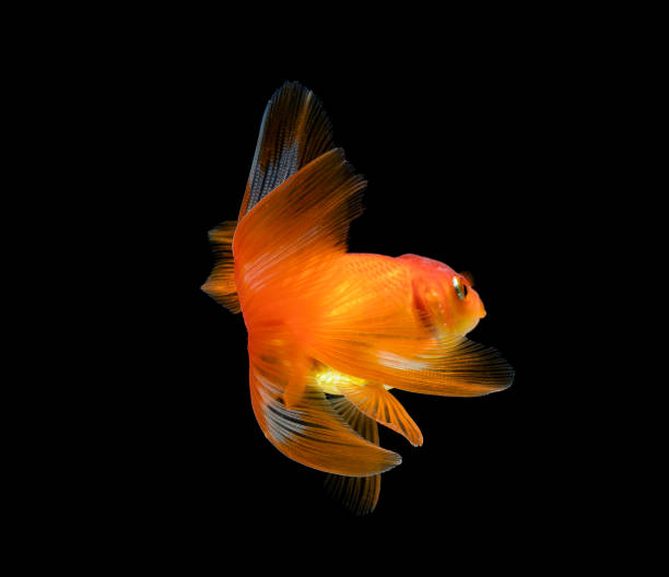 istock goldfish isolated on a dark black background 1163170994