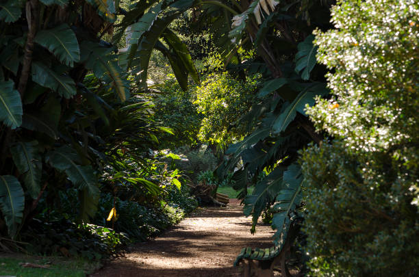 istock Parks and gardens with great trees 1163171883
