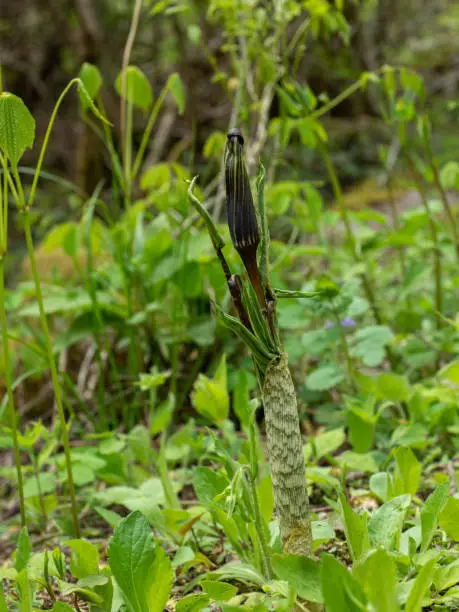Photo of Jack-in-the-pulpit