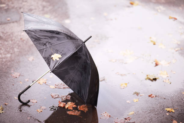istock Autumn rainy park in October 1163172908