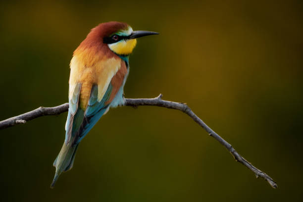 European bee-eater on a branch - merops apiaster One bee-eater sitting on a branch in nature / Gerolsheim, Germany bee eater stock pictures, royalty-free photos & images