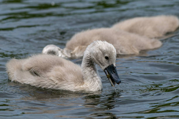 istock Mute cygnet swans feeding with heads submerged below the surface 1163174662