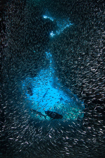 istock School of Fish in Dark Underwater Cavern 1163174972