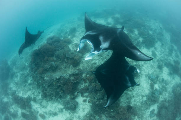 istock Manta Rays Swim Over Cleaning Station 1163175812